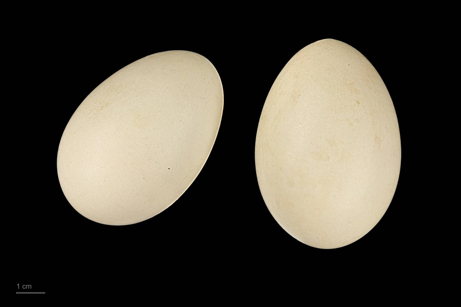 File:Aythya marila MHNT.ZOO.2010.11.20.1.jpg by Roger Culos is licensed under CC BY-SA 4.0